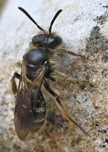 Réf. 355 294 : Andrena sp.